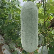 毛节瓜(白皮吊瓜)基地直销
