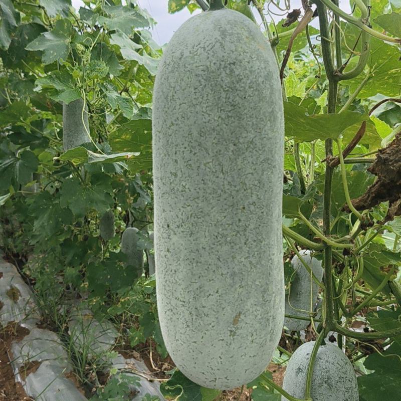 毛节瓜(白皮吊瓜)基地直销