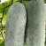 毛节瓜(白皮吊瓜)基地直销