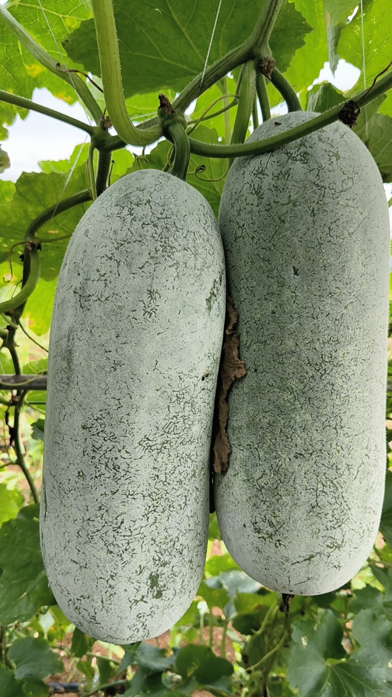 毛节瓜(白皮吊瓜)基地直销