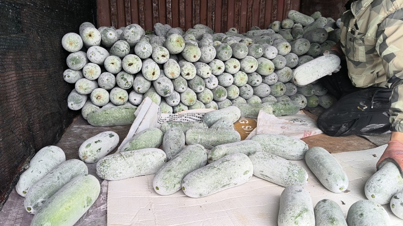 毛节瓜(白皮吊瓜)基地直销
