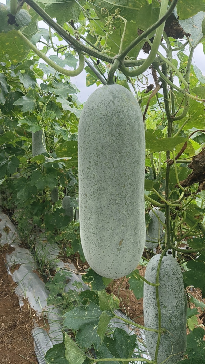 毛节瓜(白皮吊瓜)基地直销
