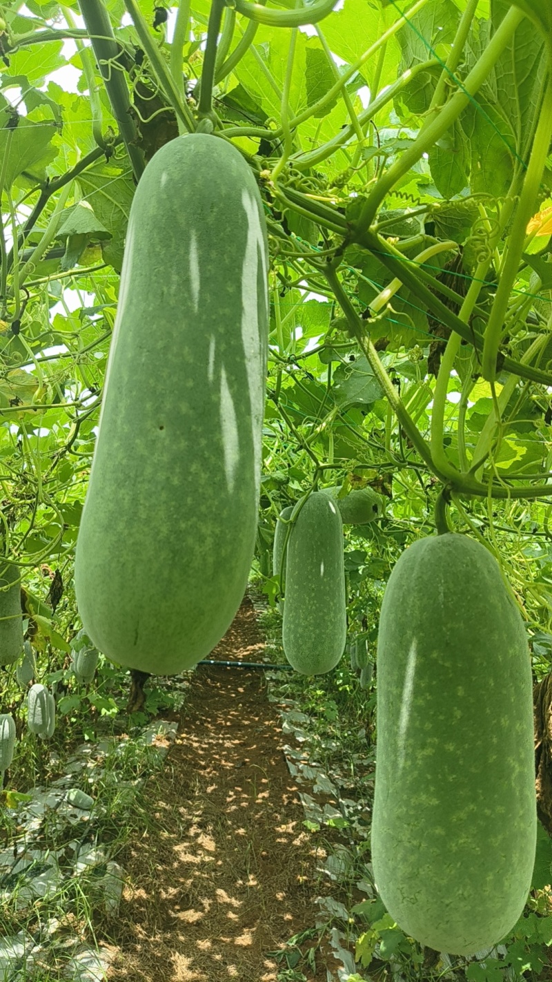 毛节瓜(白皮吊瓜)基地直销