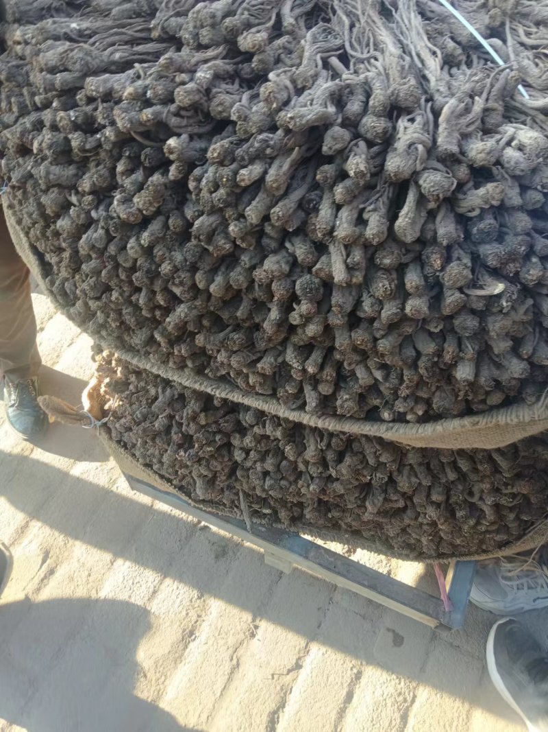 当归，甘肃岷县当归物优价廉，质量保证，全国包邮。