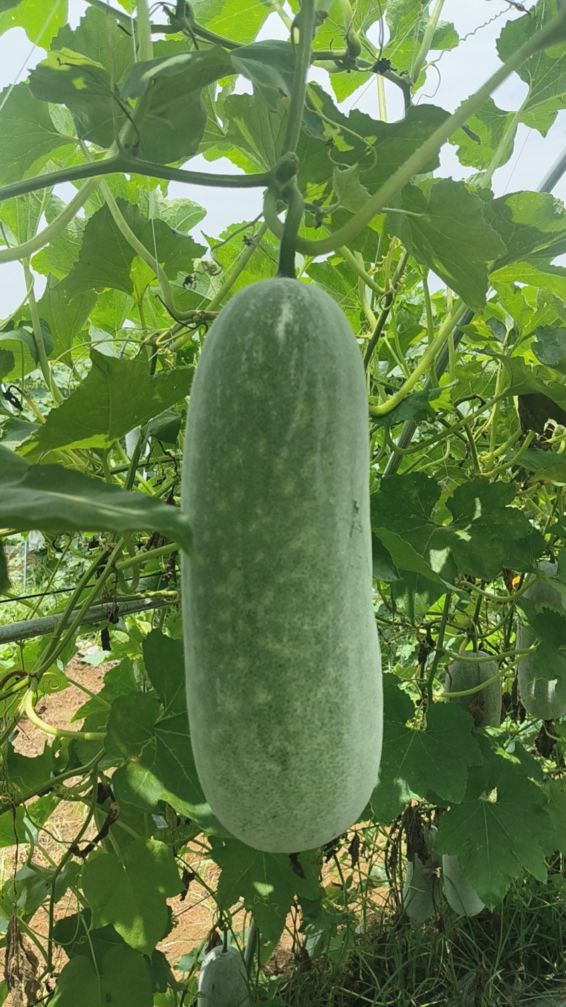 毛节瓜(白皮吊瓜)基地直销