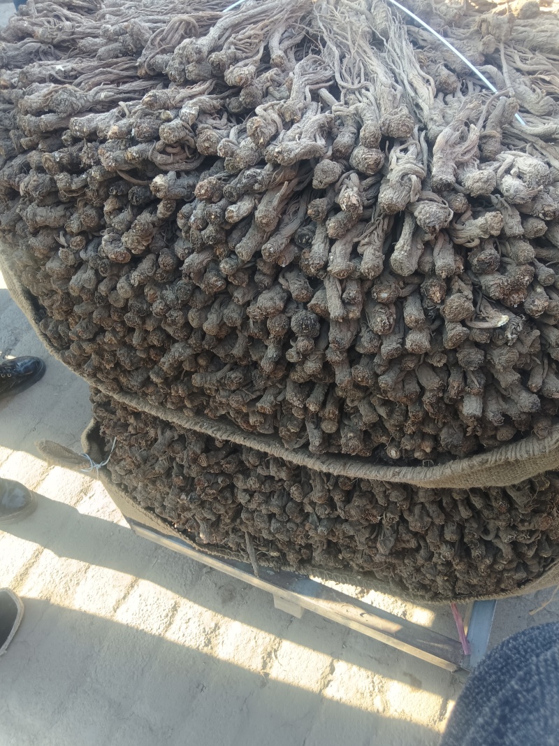 当归，甘肃岷县当归物优价廉，质量保证，全国包邮。
