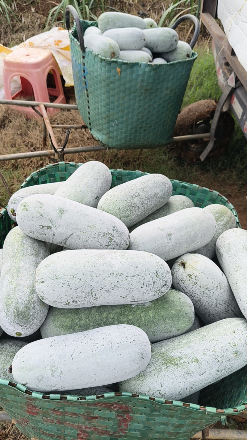 毛节瓜(白皮吊瓜)基地直销
