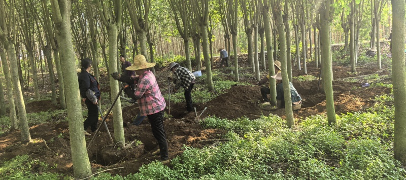紫荆、宫粉洋紫荆地苗、12—20公分地苗便宜出售
