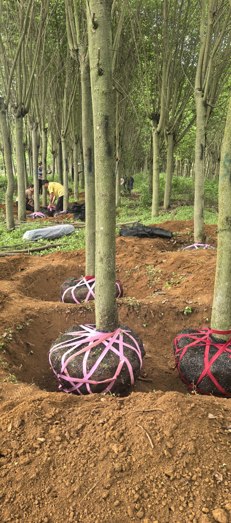 紫荆、宫粉洋紫荆地苗、12—20公分地苗便宜出售