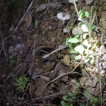 夏至菌、鸡枞菌