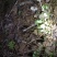 夏至菌、鸡枞菌