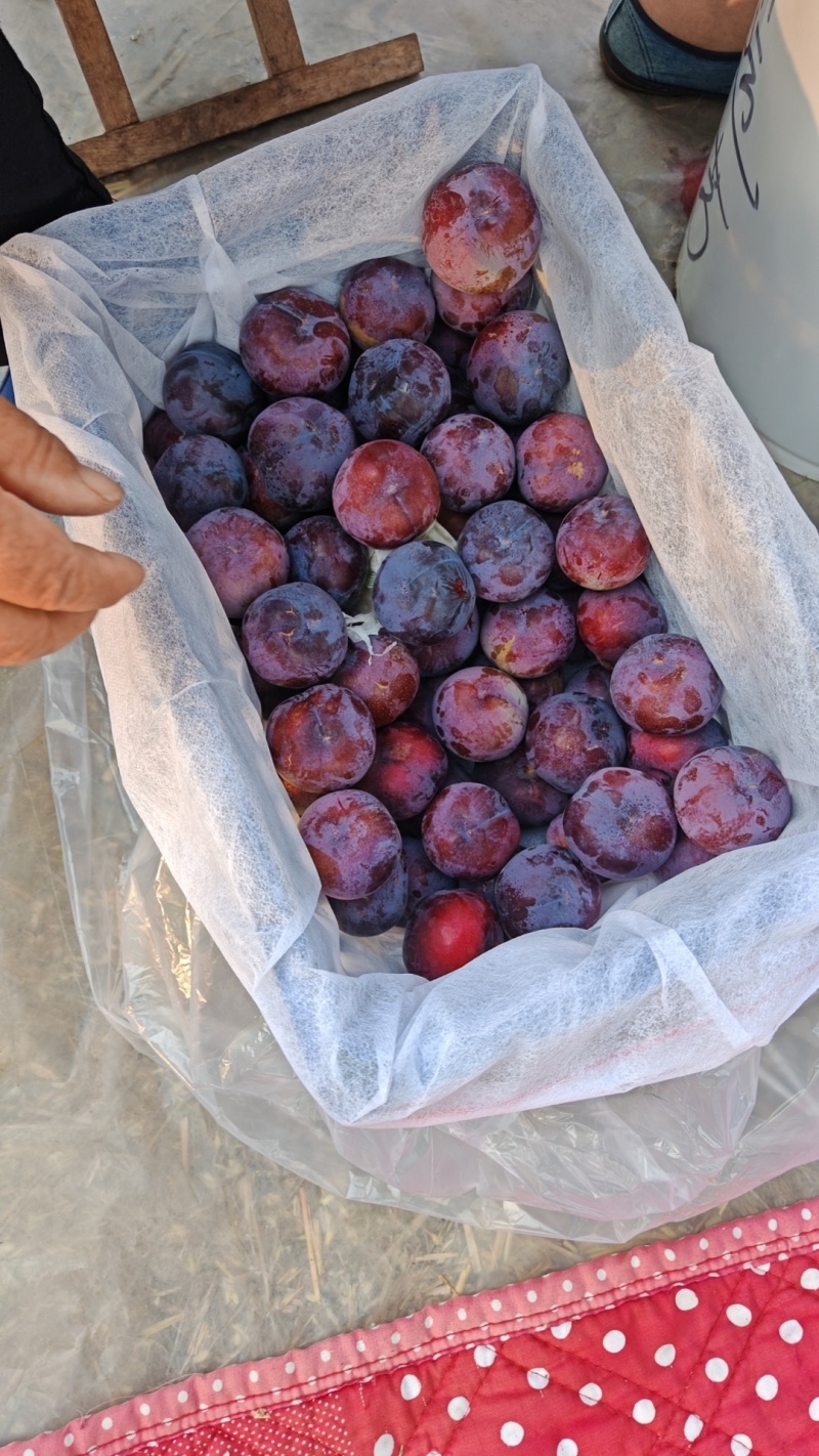蜂味玫瑰，六月紫李鸡心李
