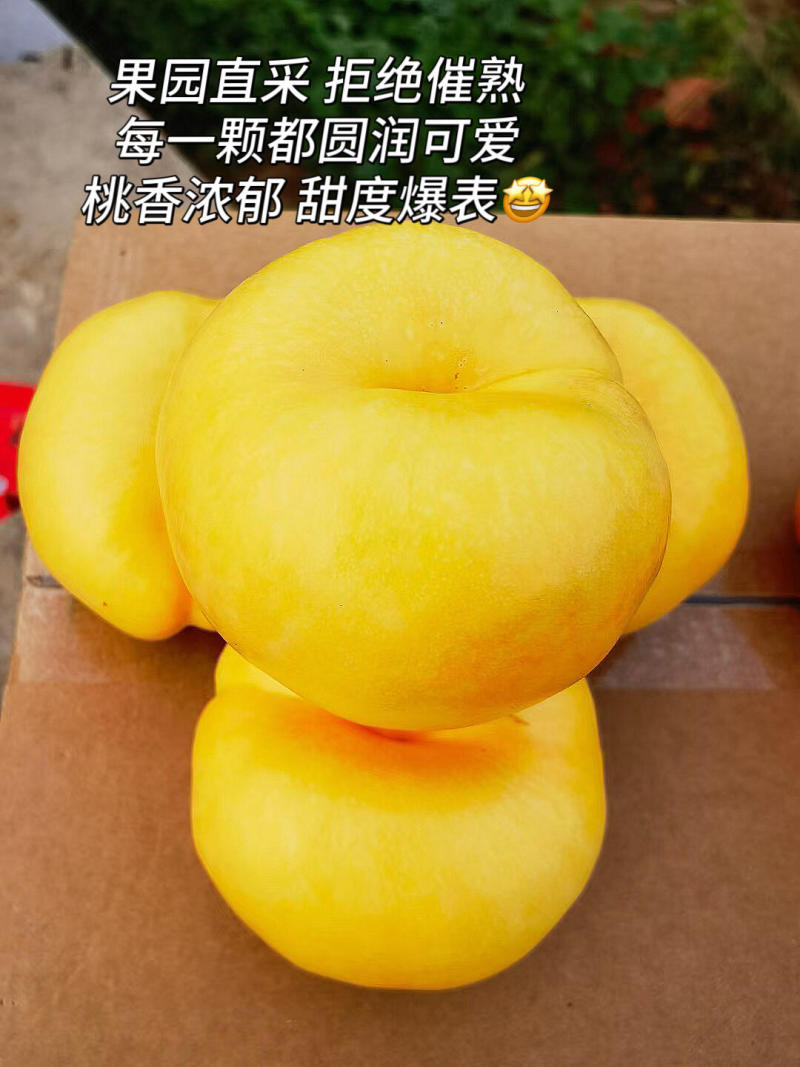 临沂蒙阴黄蟠桃各类油桃品种大量供应欢迎选购量大从优