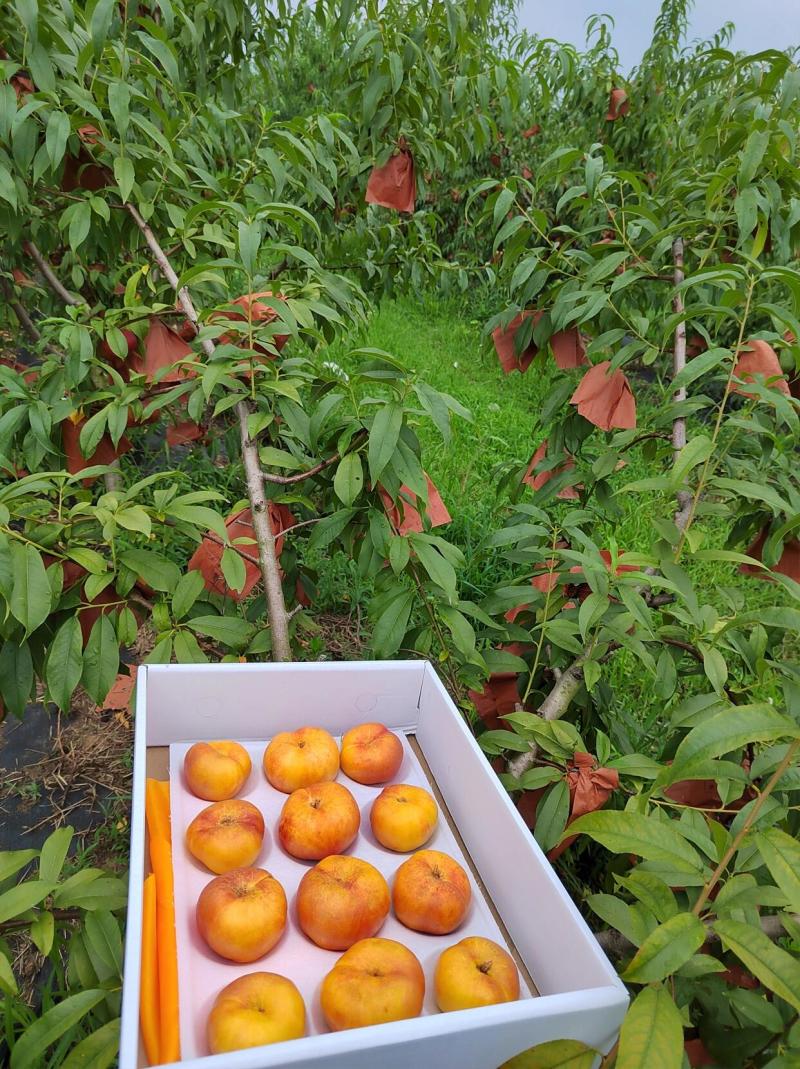 临沂蒙阴黄蟠桃各类油桃品种大量供应欢迎选购量大从优
