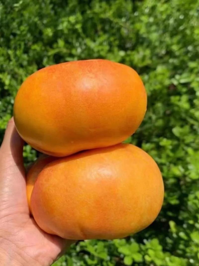 临沂蒙阴黄蟠桃各类油桃品种大量供应欢迎选购量大从优