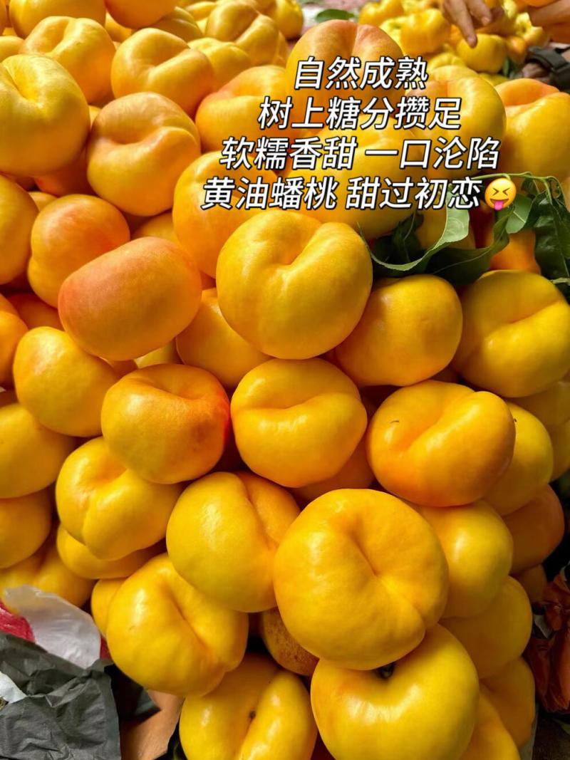 临沂蒙阴黄蟠桃各类油桃品种大量供应欢迎选购量大从优