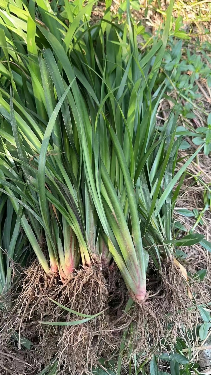 四川新都石昌蒲苗子，基地直发，各种规格都有，量大从优