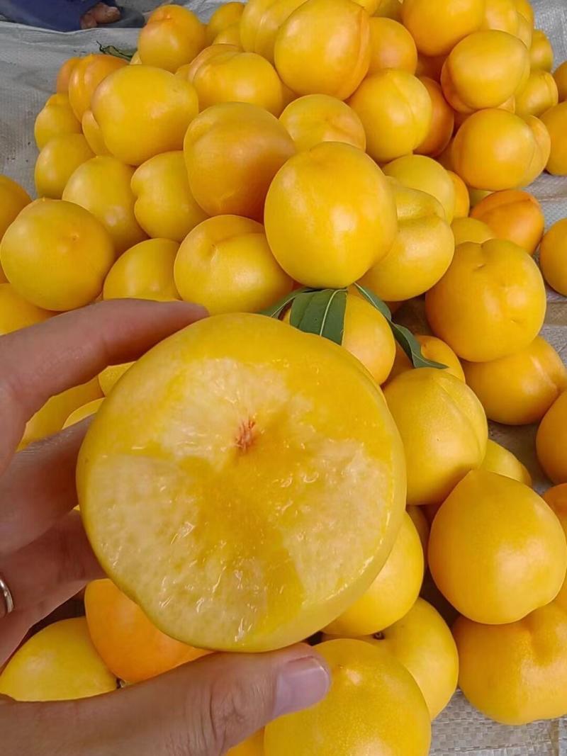 山东临沂蒙阴县黄金油桃大量上市口感清脆欢迎选购