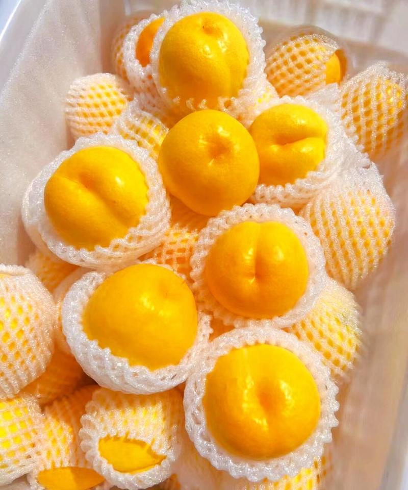 山东临沂蒙阴县黄金油桃大量上市口感清脆欢迎选购