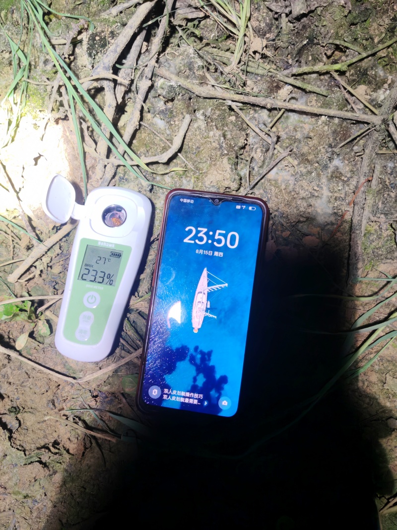 自然果巨峰葡萄，糖度20以上，软枝，量大，欢迎老板来合作