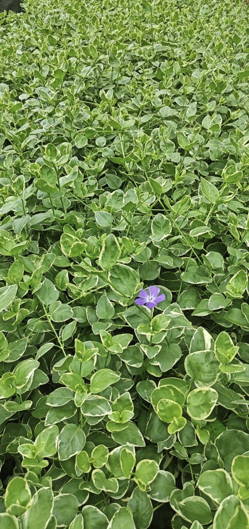 花叶蔓长春