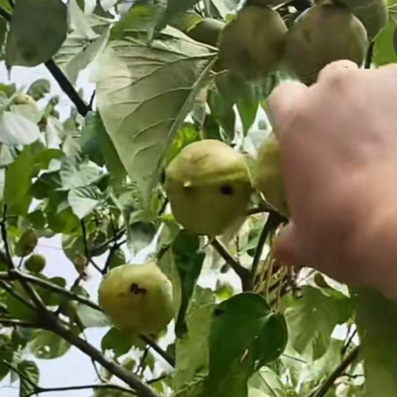 油桐籽，可鲜货，可干，接受定制