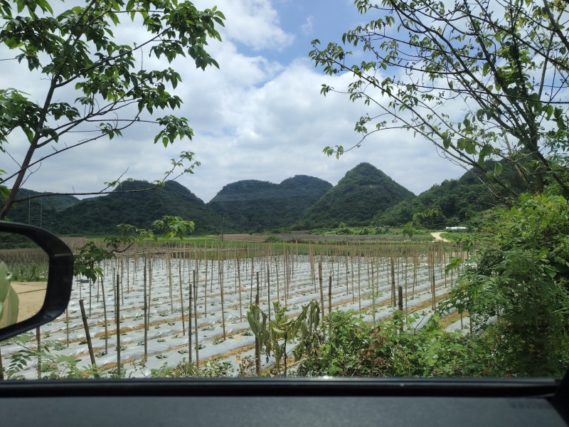 贵州黄瓜上市了