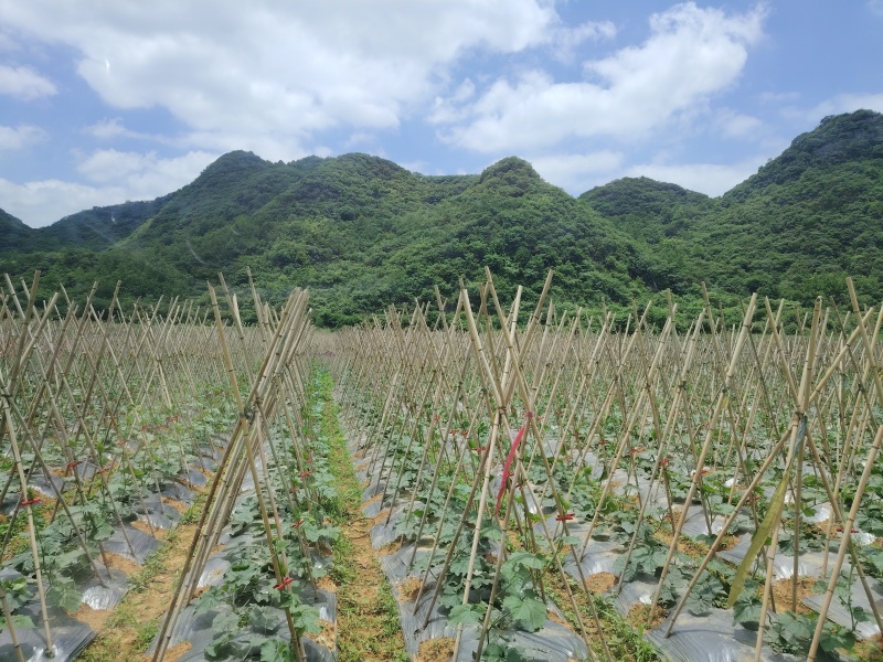 贵州黄瓜上市了