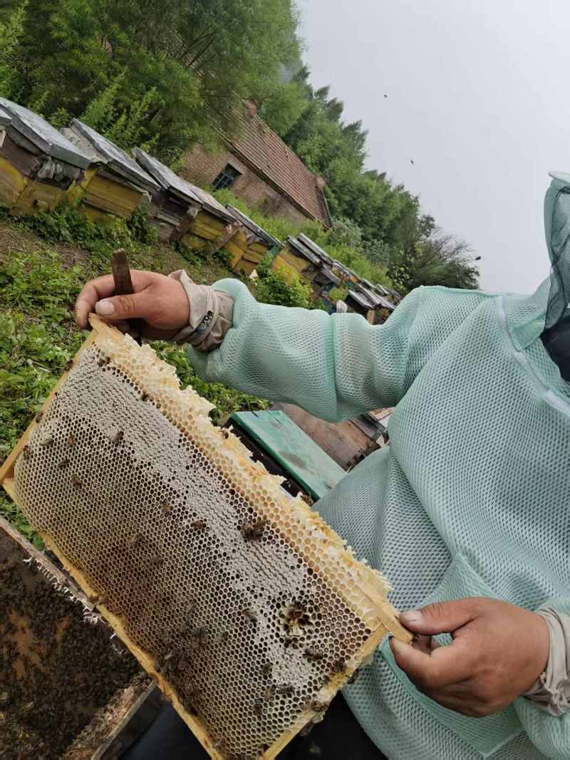 黑龙江大山里的蜂蜜，主要是椴树蜜，和杂花蜜.农民没渠道