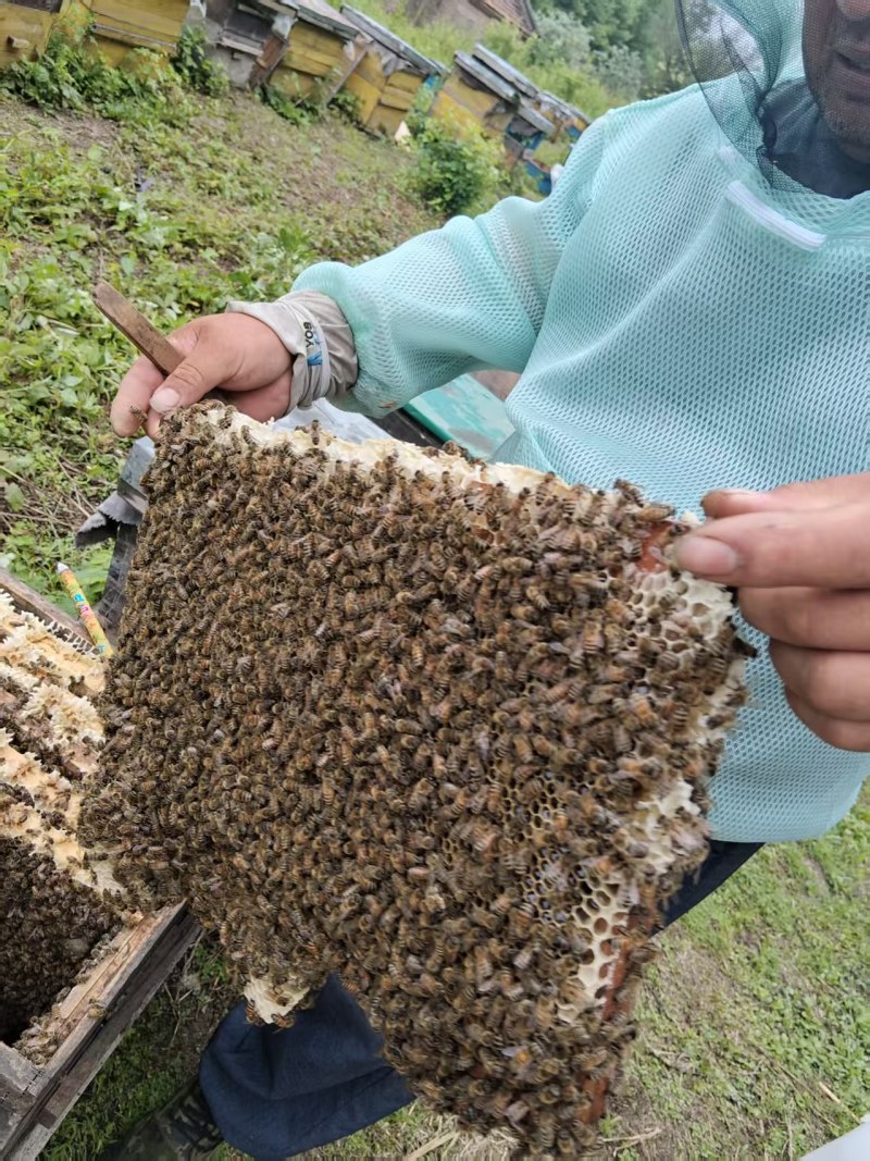 黑龙江大山里的蜂蜜，主要是椴树蜜，和杂花蜜.农民没渠道