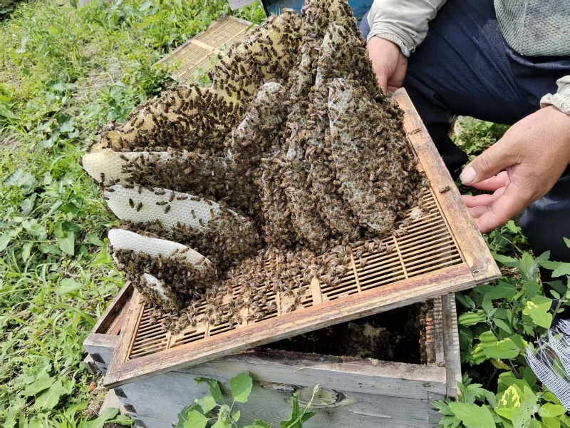 黑龙江大山里的蜂蜜，主要是椴树蜜，和杂花蜜.农民没渠道