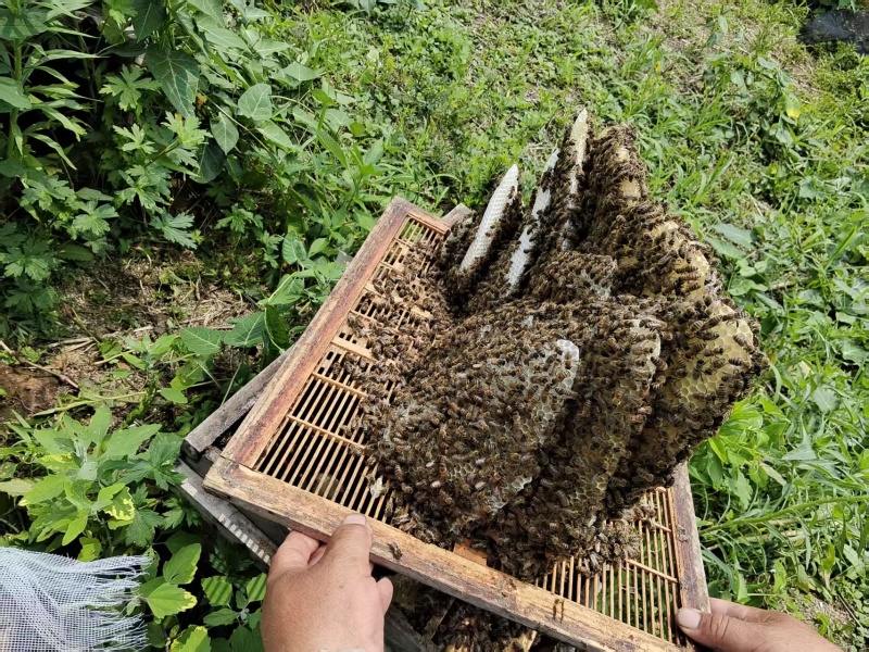 黑龙江大山里的蜂蜜，主要是椴树蜜，和杂花蜜.农民没渠道