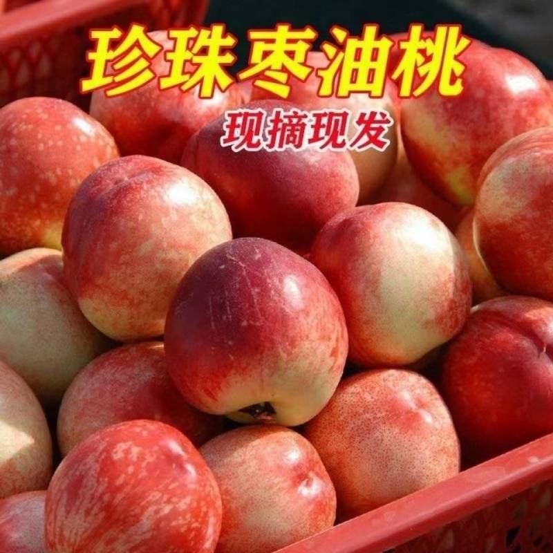 《实力》陕西珍珠枣油桃基地直发对接全国一条龙服务
