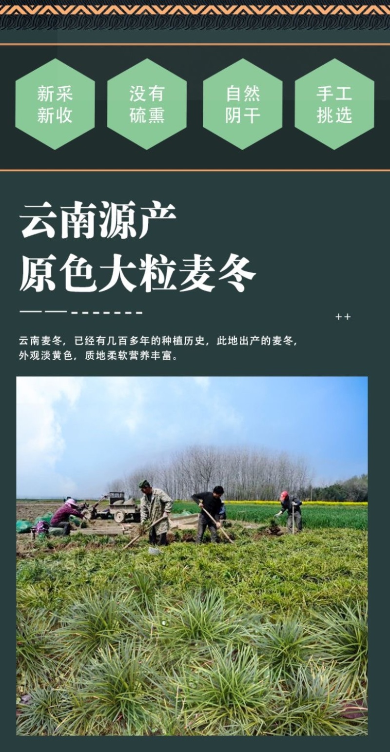 川麦冬麦冬地道药材罐装方便实用价格实惠2025