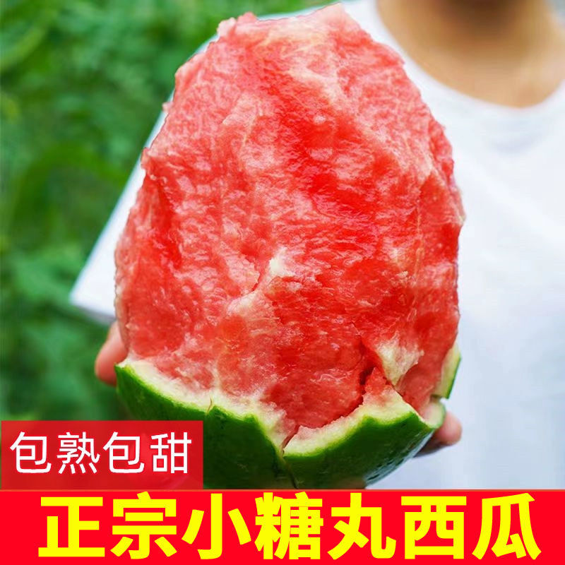 《实力》小糖丸西瓜陕西基地直发对接商超团购各大电商平