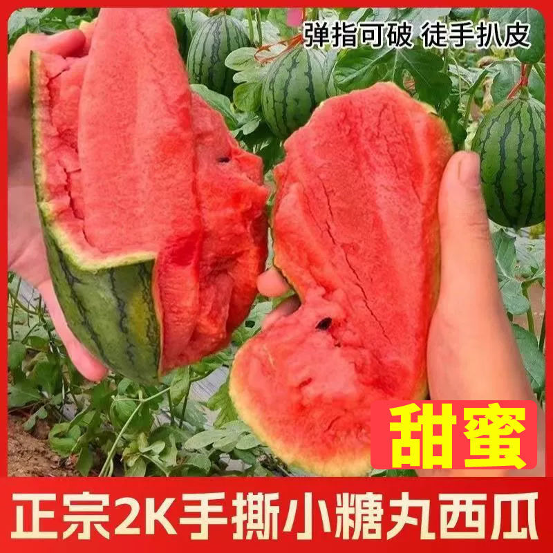 《实力》小糖丸西瓜陕西基地直发对接商超团购各大电商平