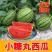 《实力》小糖丸西瓜陕西基地直发对接商超团购各大电商平