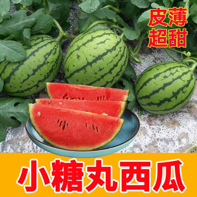 《推荐》陕西小糖丸西瓜对接各大电商平台基地直发包熟包甜