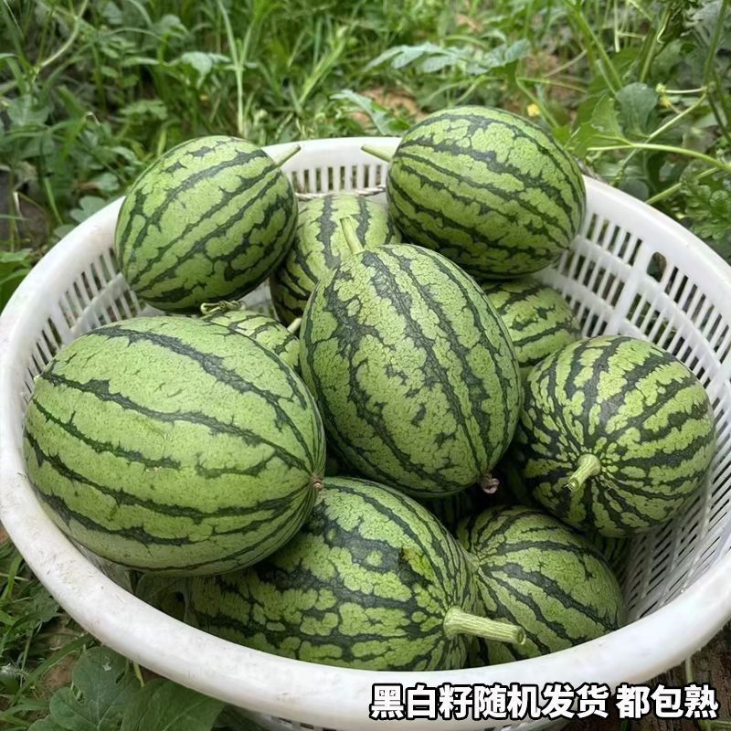 《推荐》陕西小糖丸西瓜对接各大电商平台基地直发包熟包甜