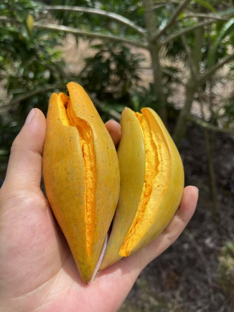 西双版纳鸡蛋果，
