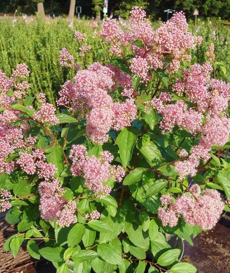 美洲茶袋苗可用于园林工程绿化全国各地可发货
