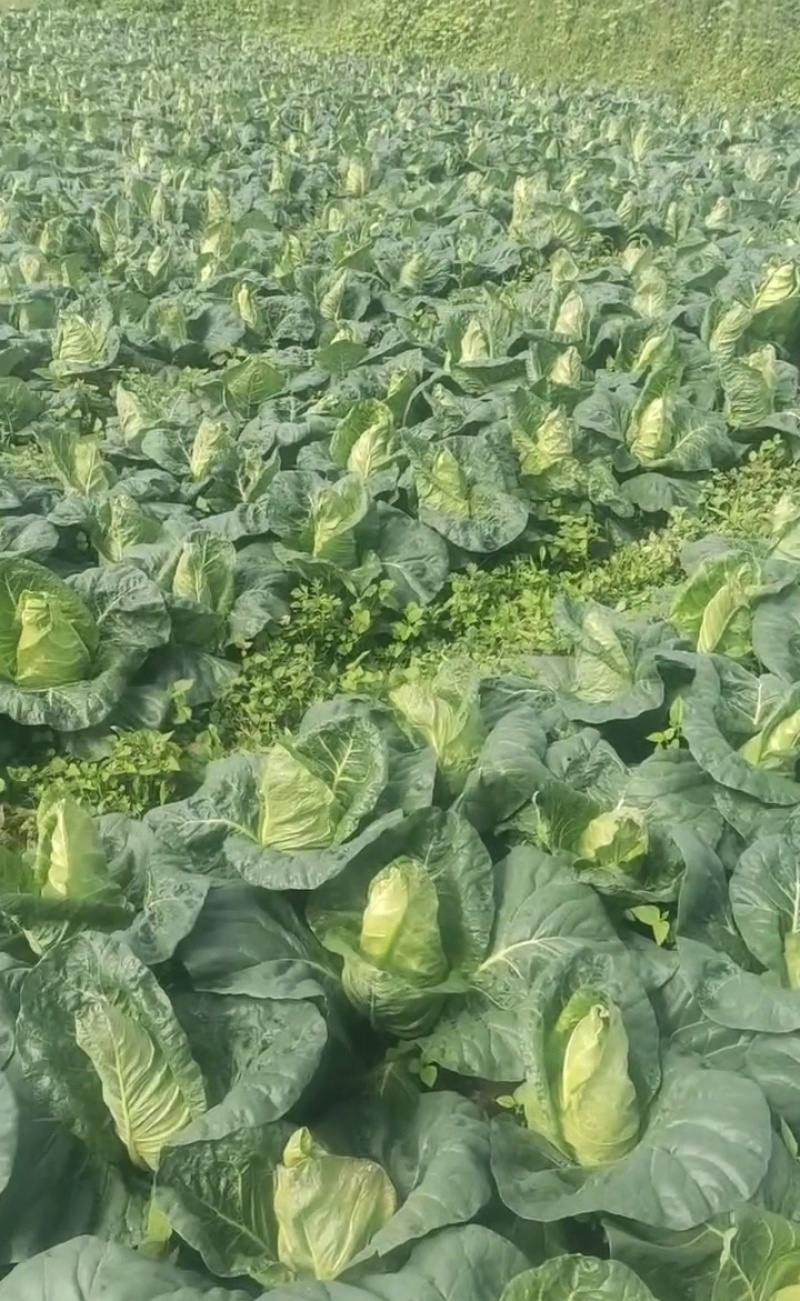 高山冷凉蔬菜牛心甘蓝