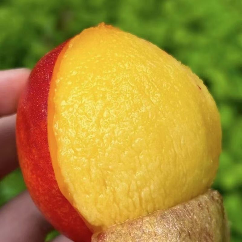 《实力》陕西中油16/18油桃系列品种齐全对接商超团购供