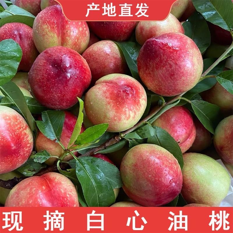 《推荐》陕西油桃中油系列品种齐全对接全国量大从优一条龙