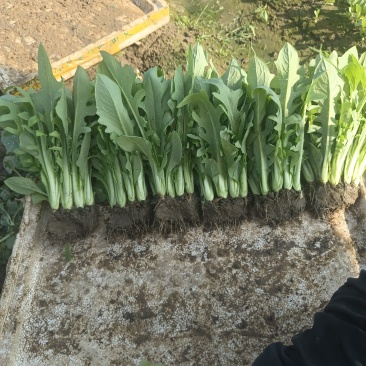 博白甜麦菜苗