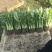 博白甜麦菜苗
