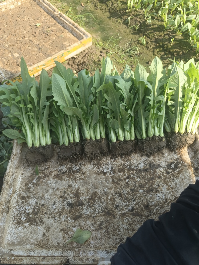 博白甜麦菜苗