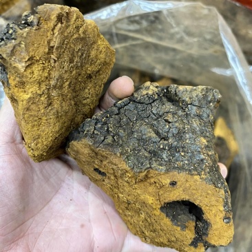 桦树茸2025年新货各类都有大小黑晶碎粒