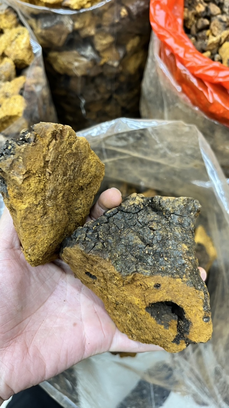 桦树茸2025年新货各类都有大小黑晶碎粒