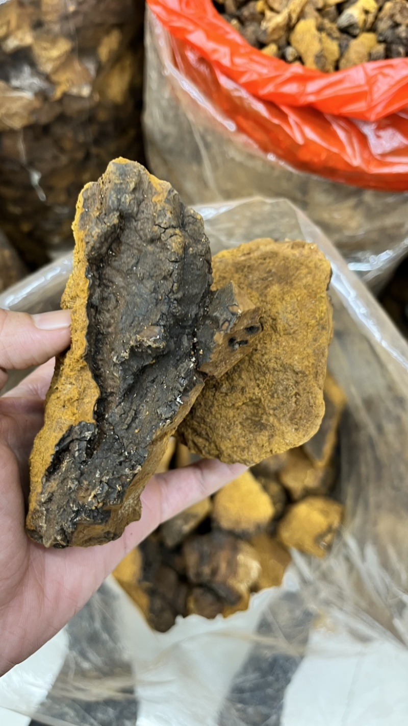 桦树茸2025年新货各类都有大小黑晶碎粒
